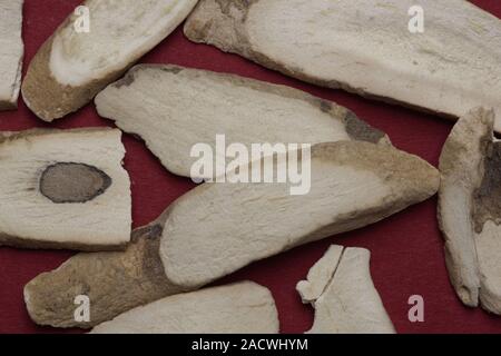 Paeoniae lactiflorae radix, white peony root, Baishao Stock Photo