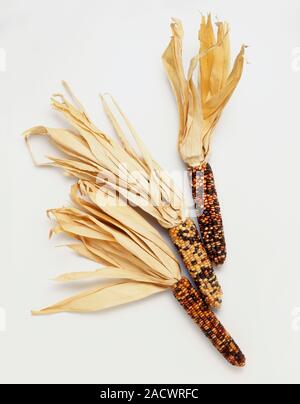 Three cobs of corn showing variations in colour, caused by transposon segments of DNA. Stock Photo