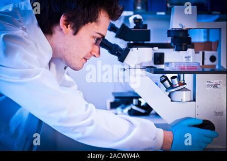 Light microscopy. Laboratory analyst or researcher using a light microscope to examine a sample. Stock Photo