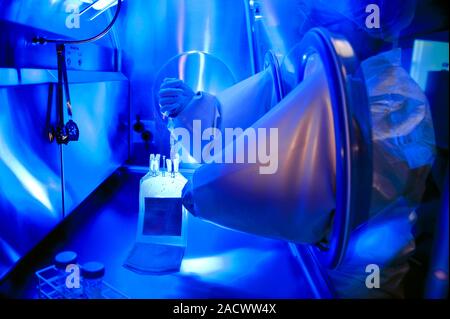 Blood plasma research. Researcher working with a blood plasma bag in a sterile sealed fume cupboard. Stock Photo
