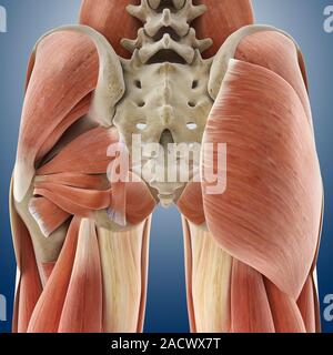 Buttock muscles. Artwork of a rear (posterior) view of muscles (red) and bones of the human hips forming the buttocks. At right is the large gluteus m Stock Photo
