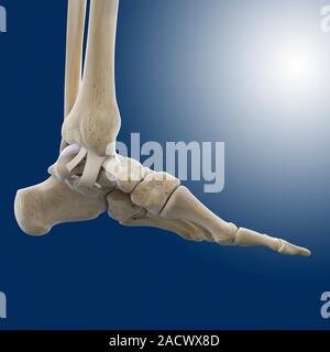 Inner ankle ligaments. Artwork of a medial (inner side) view of the bones, ligaments (straps) and articular cartilage (white) of the left foot and ank Stock Photo