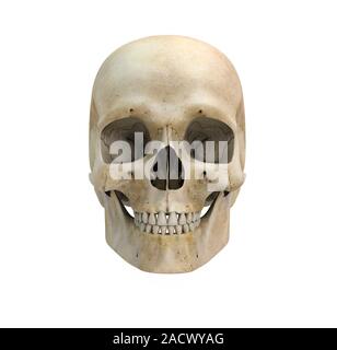 Human skull. Artwork of a frontal (anterior) view of a human skull. The skull consists of numerous bones fused together to protect the organs of the h Stock Photo