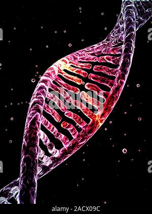 Stylized view of strands of human DNA or deoxyribonucleic acid, computer artwork. Stock Photo
