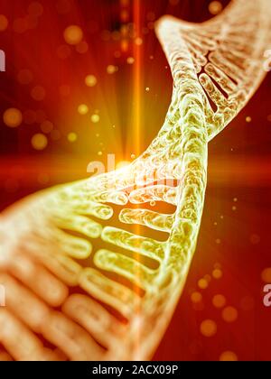Stylized view of strands of human DNA or deoxyribonucleic acid, computer artwork. Stock Photo