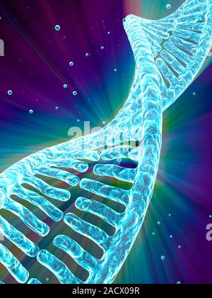 Stylized view of strands of human DNA or deoxyribonucleic acid, computer artwork. Stock Photo