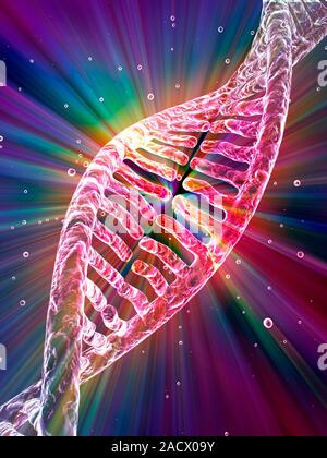 Stylized view of strands of human DNA or deoxyribonucleic acid, computer artwork. Stock Photo
