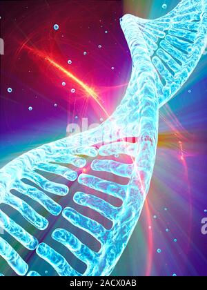 Stylized view of strands of human DNA or deoxyribonucleic acid, computer artwork. Stock Photo