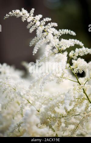 Astilbe Bridal Veil syn. Astilbe 'Brautschleier'. Stock Photo