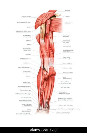 Anatomy of human forearm muscles, superficial anterior view Stock Photo -  Alamy