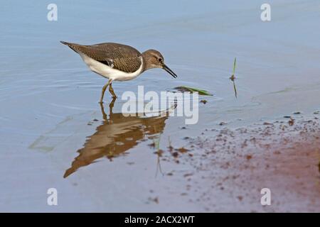 Common Sandpiper (Actitis hypoleucos) Stock Photo