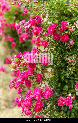 Pink climbing roses Stock Photo
