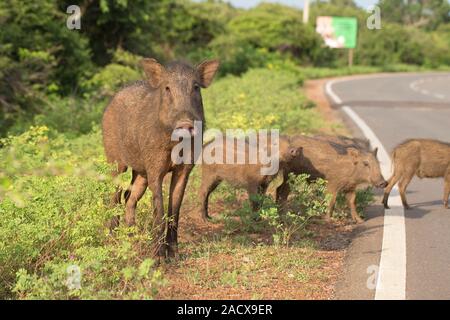 Wild Boar (Sus scrofa cristatus) Stock Photo