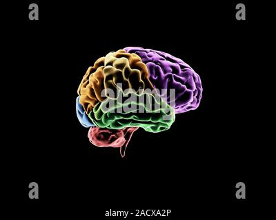 Computer artwork of a brain. The brain is divided into several lobes according to their function. The frontal lobe (purple) is thought to be responsib Stock Photo