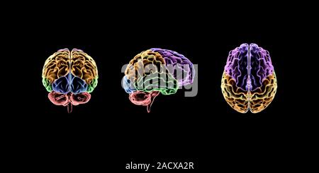 Computer artwork of a brain. The brain is divided into several lobes according to their function. The frontal lobe (purple) is thought to be responsib Stock Photo