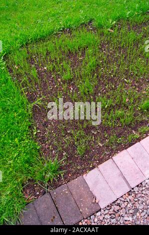 New-sown grass sprouting in domestic garden. Stock Photo