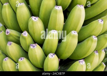 Unripe bananas as background Stock Photo