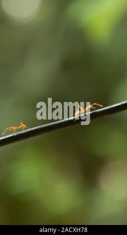 Red ant walking black rope to nest on green background. Stock Photo
