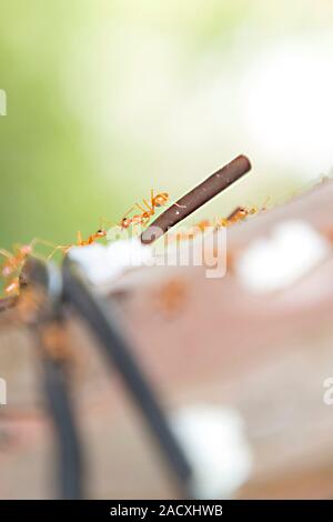 aldi trader joe's cigarettes Aldi's and Trader Joe's - by Esther Cohen