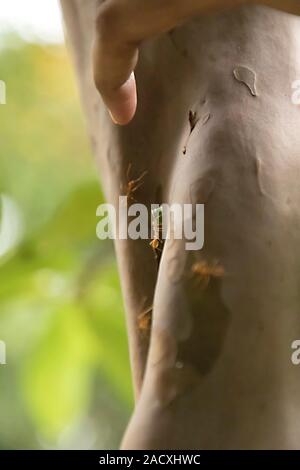 Ants working very hard. Caring leafs. ant walking on the tree in the forest, Closeup Stock Photo
