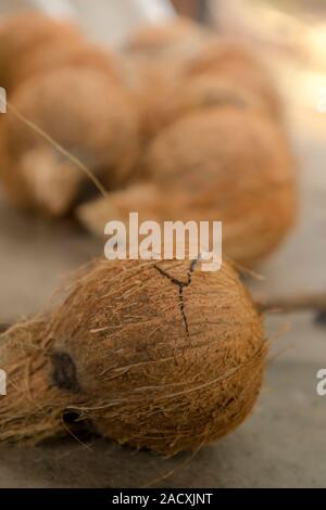 Closeup shot of Focus on coconut bursting on ground Stock Photo