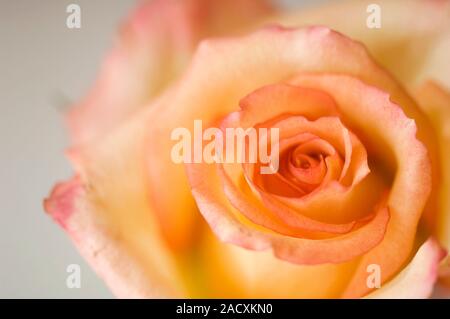 Close up of single pale peach rose flower with orange petal tips (Rosa hybrid). Stock Photo