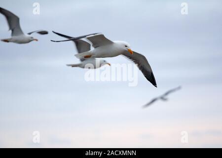 Northern herring gull or lesser black-backed gulls (Larus heuglini) on the Pechora sea. Russian Arctic Stock Photo