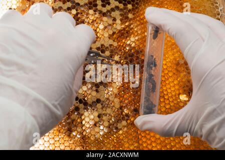 Honey bee research. Researcher's hands using forceps to obtain honey bee (Apis mellifera) specimens from a honeycomb to place in a sample tube. Such r Stock Photo