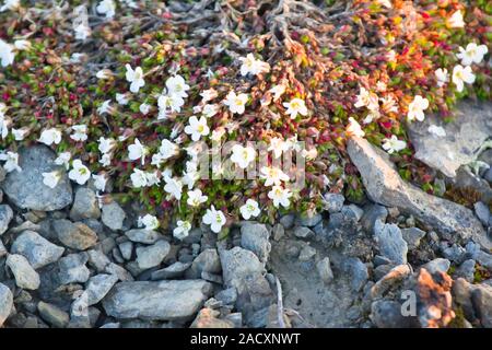 Modest polar desert vegetation: curtin Mouse-ear chickweed (Cerastium regelii). Novaya Zemlya Archipelago. Russia Stock Photo