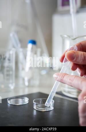 Brain tissue sample preparation. Close-up of a microbiologist preparing slices of brain tissue for analysis. Stock Photo
