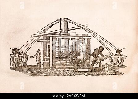 Sugar cane mill. 17th-century artwork of slaves using cattle to power a mill on a sugar cane plantation in the Americas. The grinding mechanism includ Stock Photo