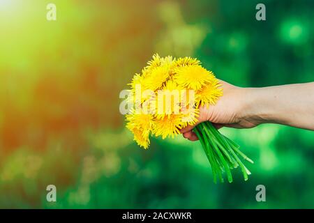 Florist's daisy (Chrysanthemum morifolium) is a species of perennial plant from Asteraceae family. Stock Photo