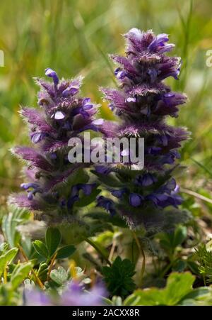 Pyramidal bugle (Ajuga pyramidalis) in flower. Photographed in the Pontic Alps, Turkey. Stock Photo