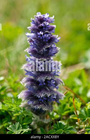 Pyramidal bugle (Ajuga pyramidalis) in flower. Photographed in the Pontic Alps, Turkey. Stock Photo