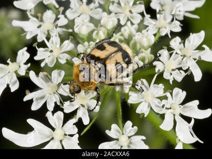 Bee beetle (Trichius fasciatus) feeding on flowers. These small beetles grow up to around 10mm long. They are a member of the scarab beetle family (Sc Stock Photo