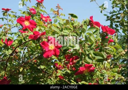 Rosa gallica Scharlachglut, Syn, Scarlet Fire, French rose Stock Photo