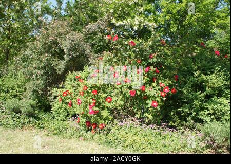 Rosa gallica Scharlachglut, Syn, Scarlet Fire, French rose Stock Photo