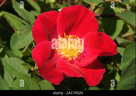 Rosa gallica Scharlachglut, Syn, Scarlet Fire, French rose Stock Photo