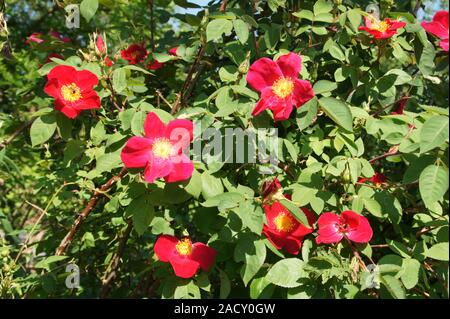 Rosa gallica Scharlachglut, Syn, Scarlet Fire, French rose Stock Photo