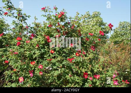 Rosa gallica Scharlachglut, Syn, Scarlet Fire, French rose Stock Photo