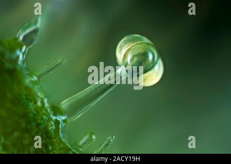 Light micrograph of a glandular hair on a tomato (Lycopersicon esculentum) leaf. The upper four secretory cells contain different essential oils to de Stock Photo