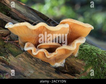 Mock oyster, orange oyster, Phyllotopsis nidulans Stock Photo
