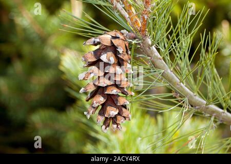 Macedonian pine (Pinus peuce) cone. Close-up of a female cone from a Macedonian pine tree. Photographed in the Rila mountains, Bulgaria. Stock Photo