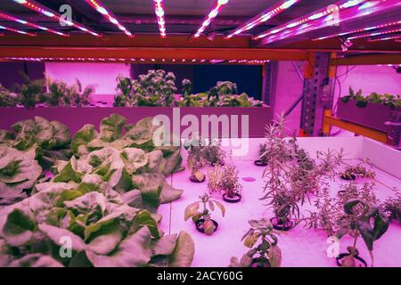 Various herbs and vegetables grow under special LED lights belts in ...