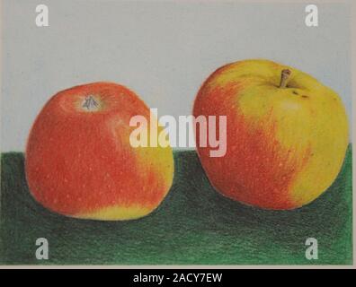 Malus domestica Alkmene, Apple, color drawing by Korbinian Aigner Stock Photo