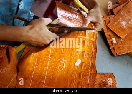 Crocodile skin being cut for leather goods. Photographed in Vietnam. Stock Photo