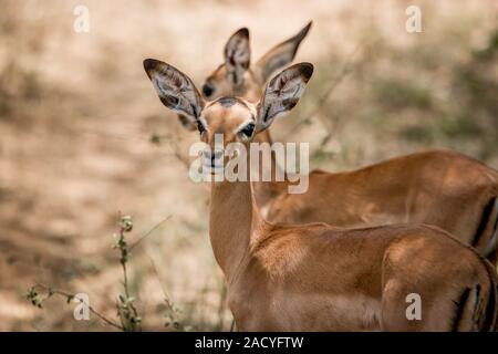 Impalas in the Kruger National Park, South Africa. Stock Photo