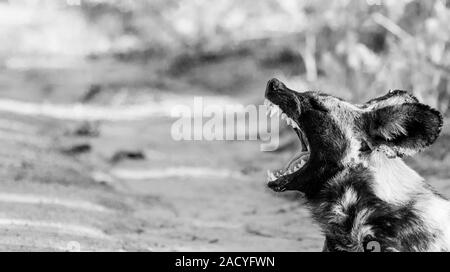 African wild dog yawning in black and white in the Kruger National Park, South Africa. Stock Photo