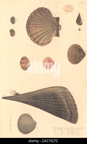Watercolour 391 by the Port Jackson Painter, entitled Kow-er-ring, Kow-ill, Kaa-din, Wal-gan, from the Watling Collection. Seen are nine molluscs, inc Stock Photo