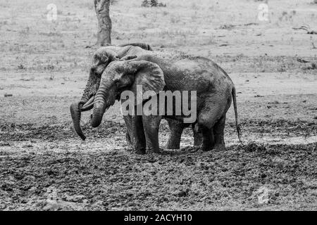 Two Elephants taking a mud bath in black and white in the Kruger National Park Stock Photo